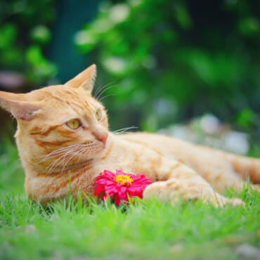 Cute cat lying on green grass with flower in garden
